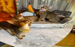 Abyssinian cats for sale: Abyssinian kittens looking for their new home - Image 33