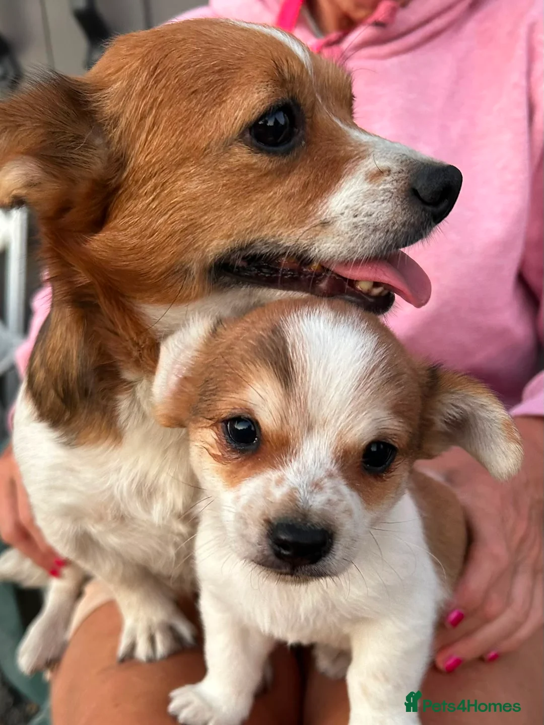Mixed Breed dogs for sale: JackShitawowas in Poole - Advert 2