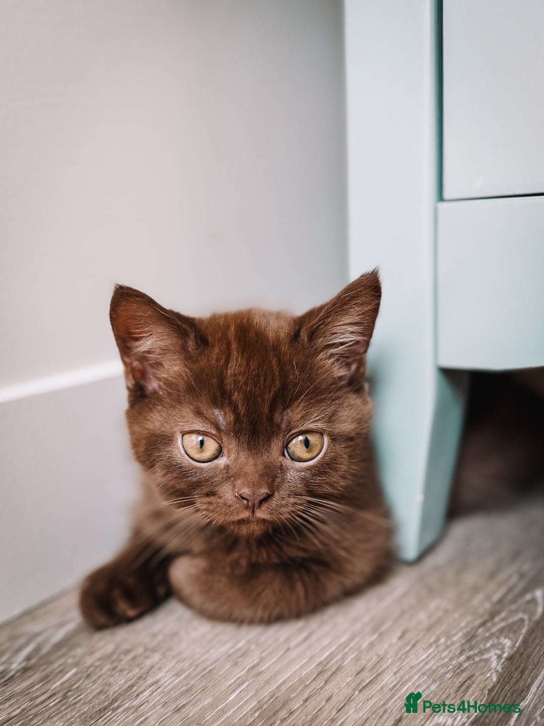 British Shorthair cats for sale: Last Blue boy British shorthair kitten GCCF - Image 16