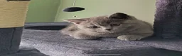 British Shorthair cats for sale: *GCCF Registered Babies, Ready Now* - Advert 2