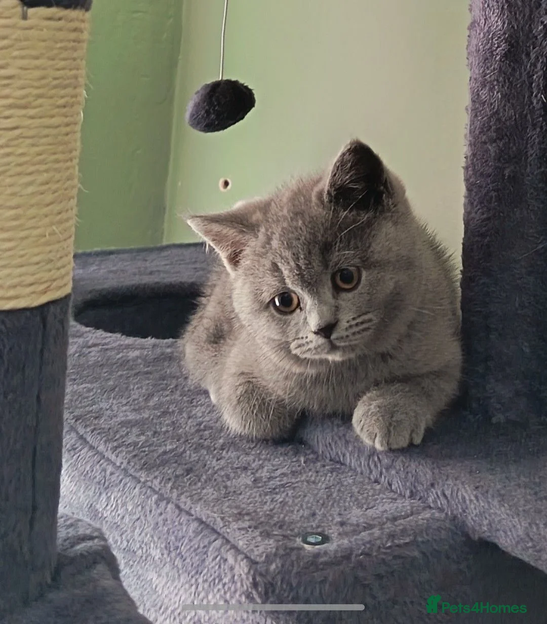 British Shorthair cats for sale: *GCCF Registered Babies, Ready Now* - Advert 2