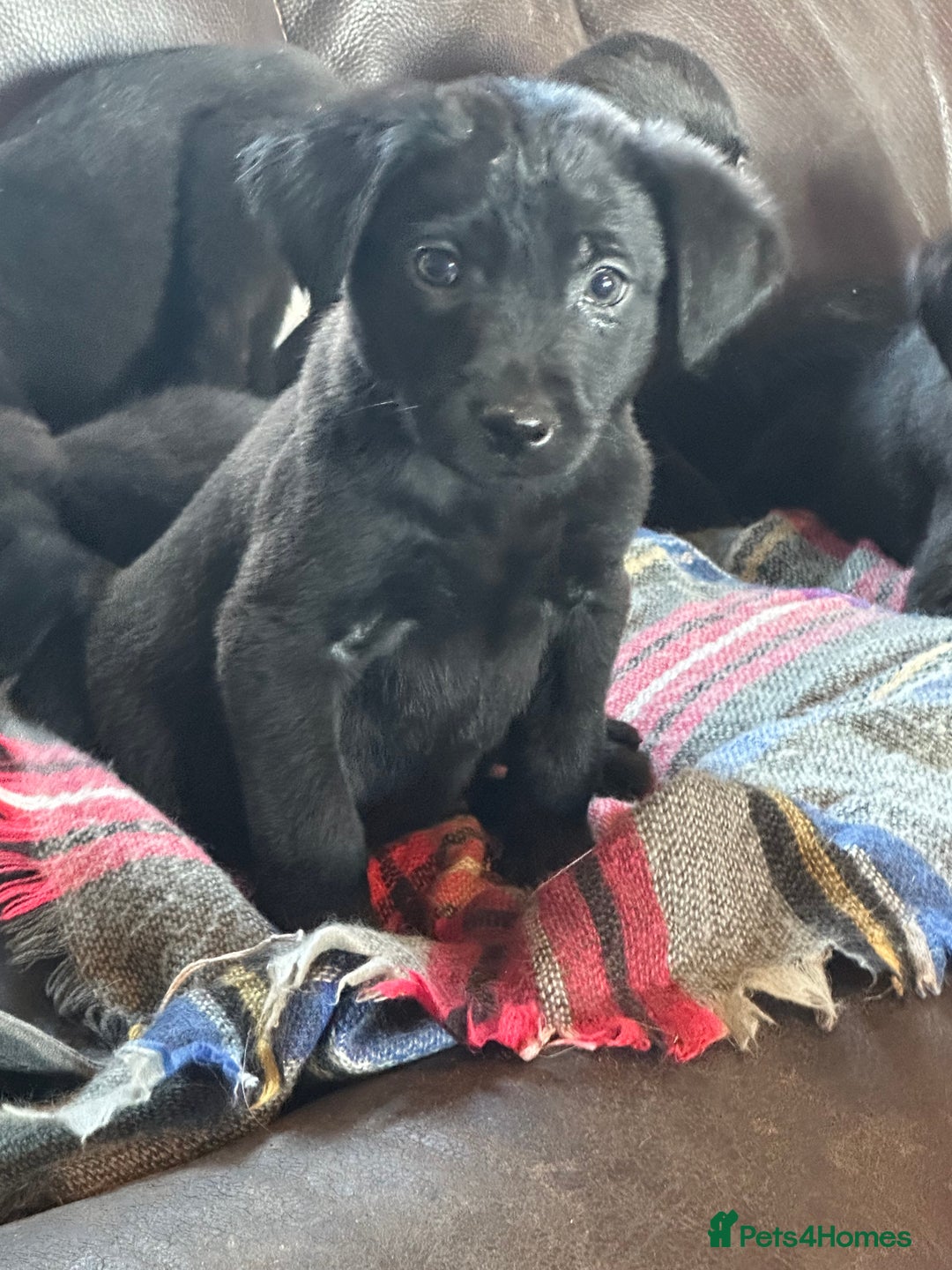 Labrador Retriever dogs for sale: Black Labrador Retriever Puppies - Image 25