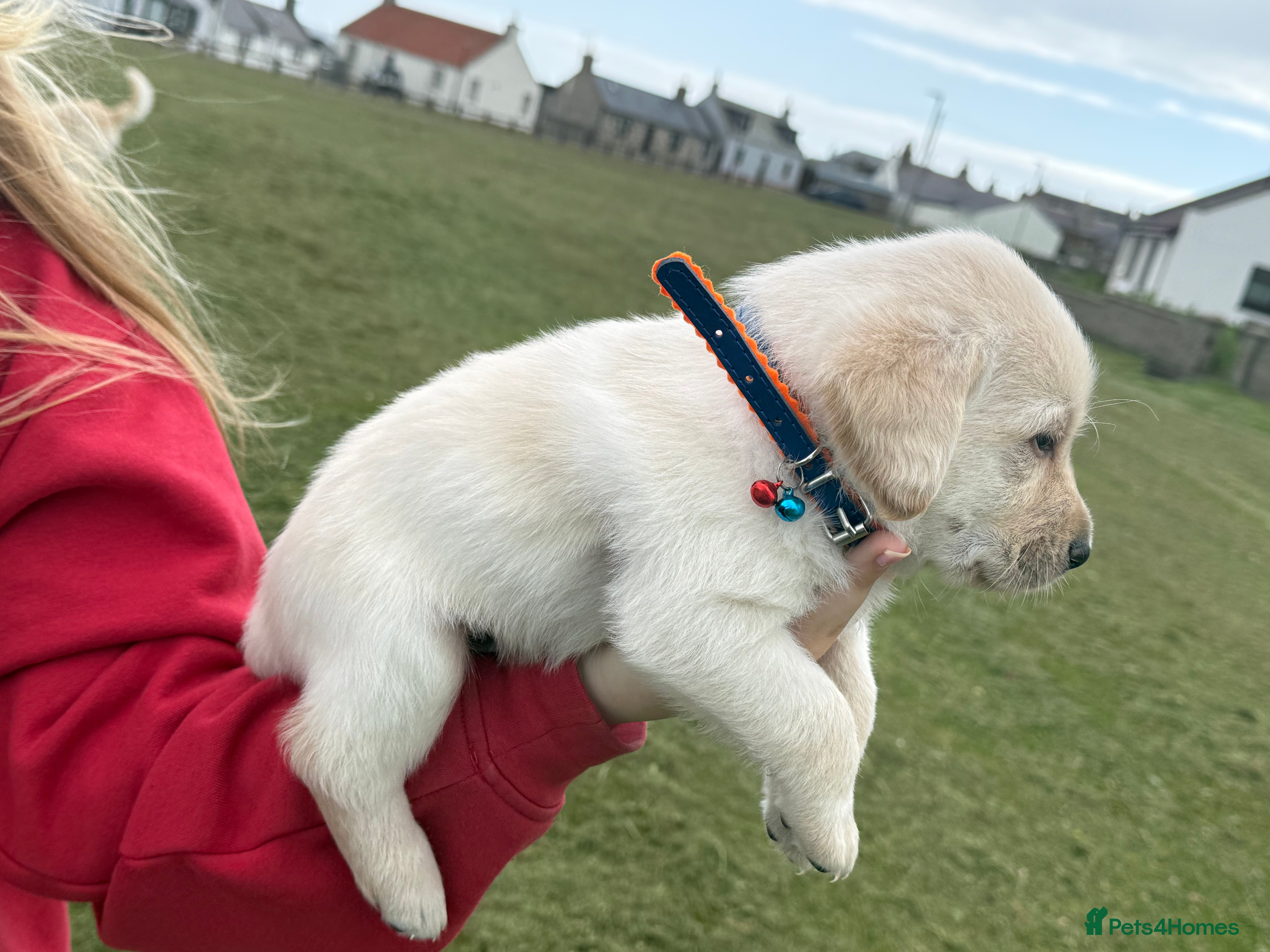 Labradoodle dogs Beautiful labradoodle puppies smart and gently - Advert 2