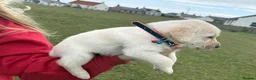 Labradoodle dogs for sale: Beautiful labradoodle puppies smart and gently in Fraserburgh - Advert 2