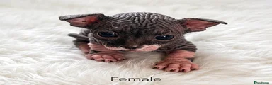 Sphynx 1