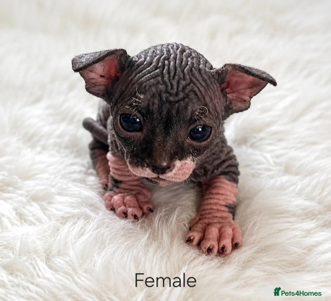 Sphynx cats for sale: Sphynx kittens for sale in Newport - Advert 2