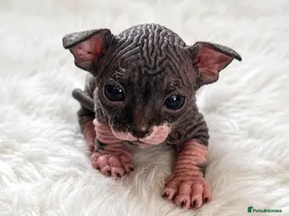 Sphynx cats Sphynx kittens for sale - Advert 1