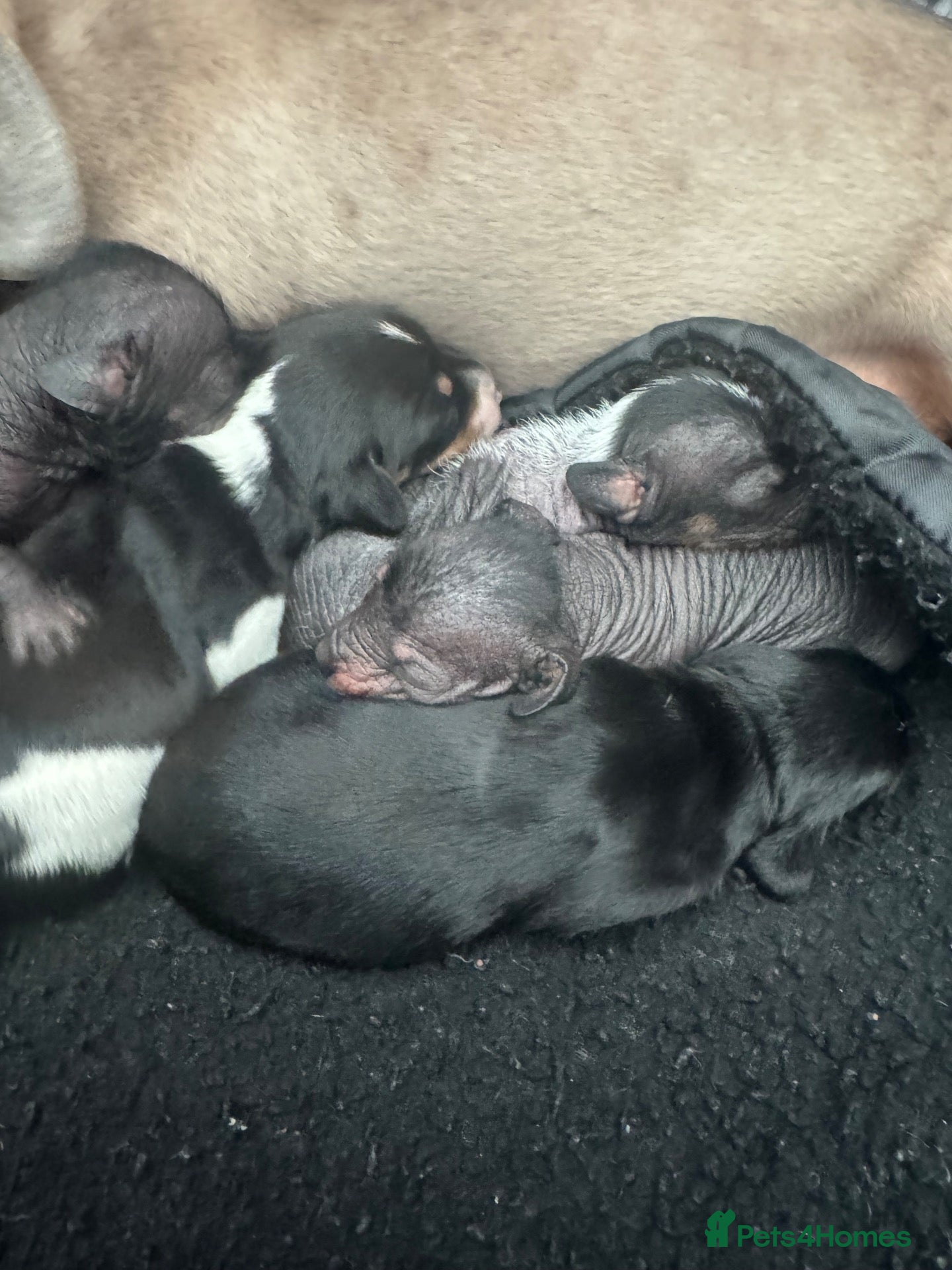 Dachshund dogs Dachshund cross Chinese crested  - Advert 11