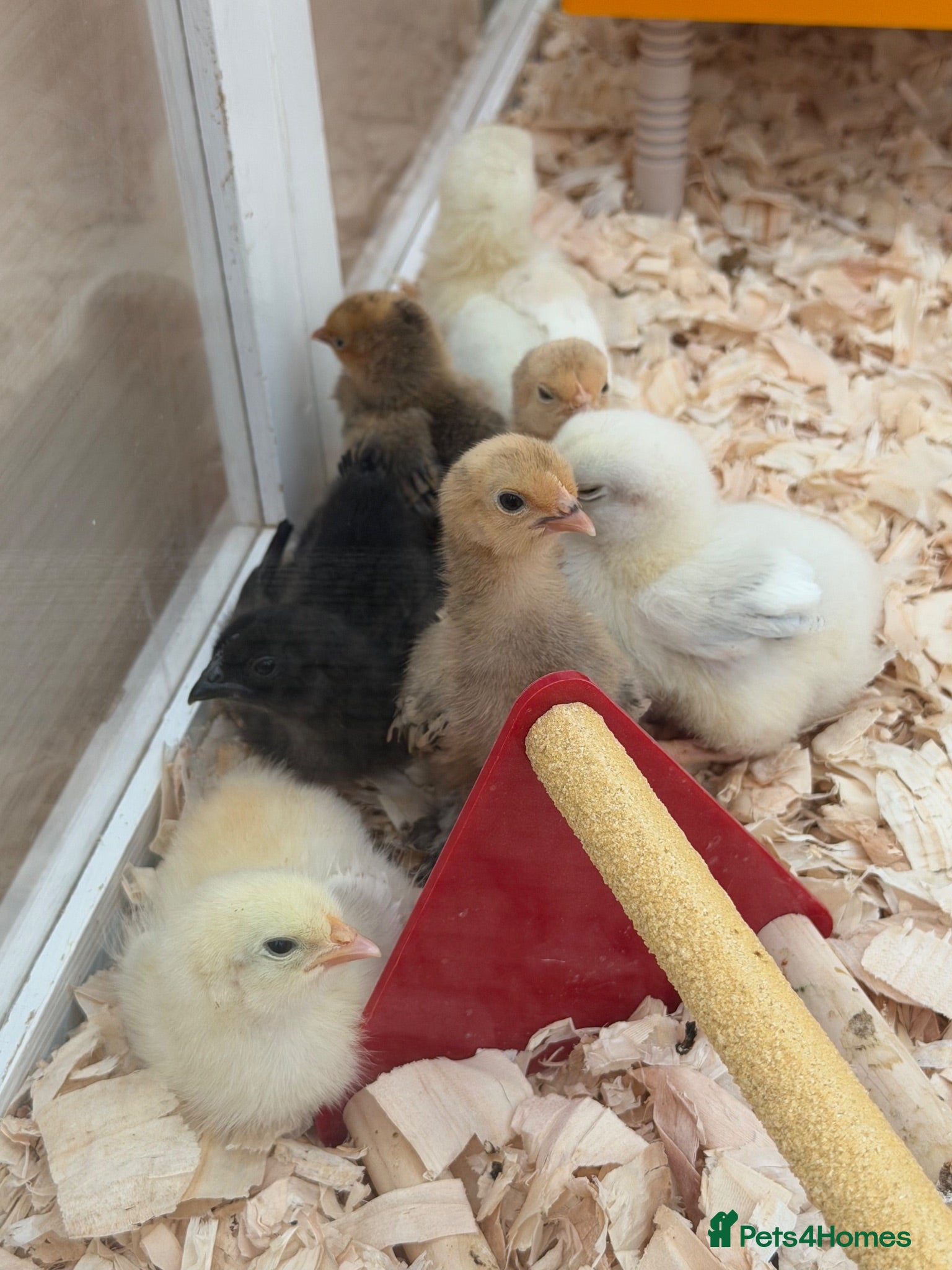 Chickens poultry Baby Chicks Available  - Advert 1