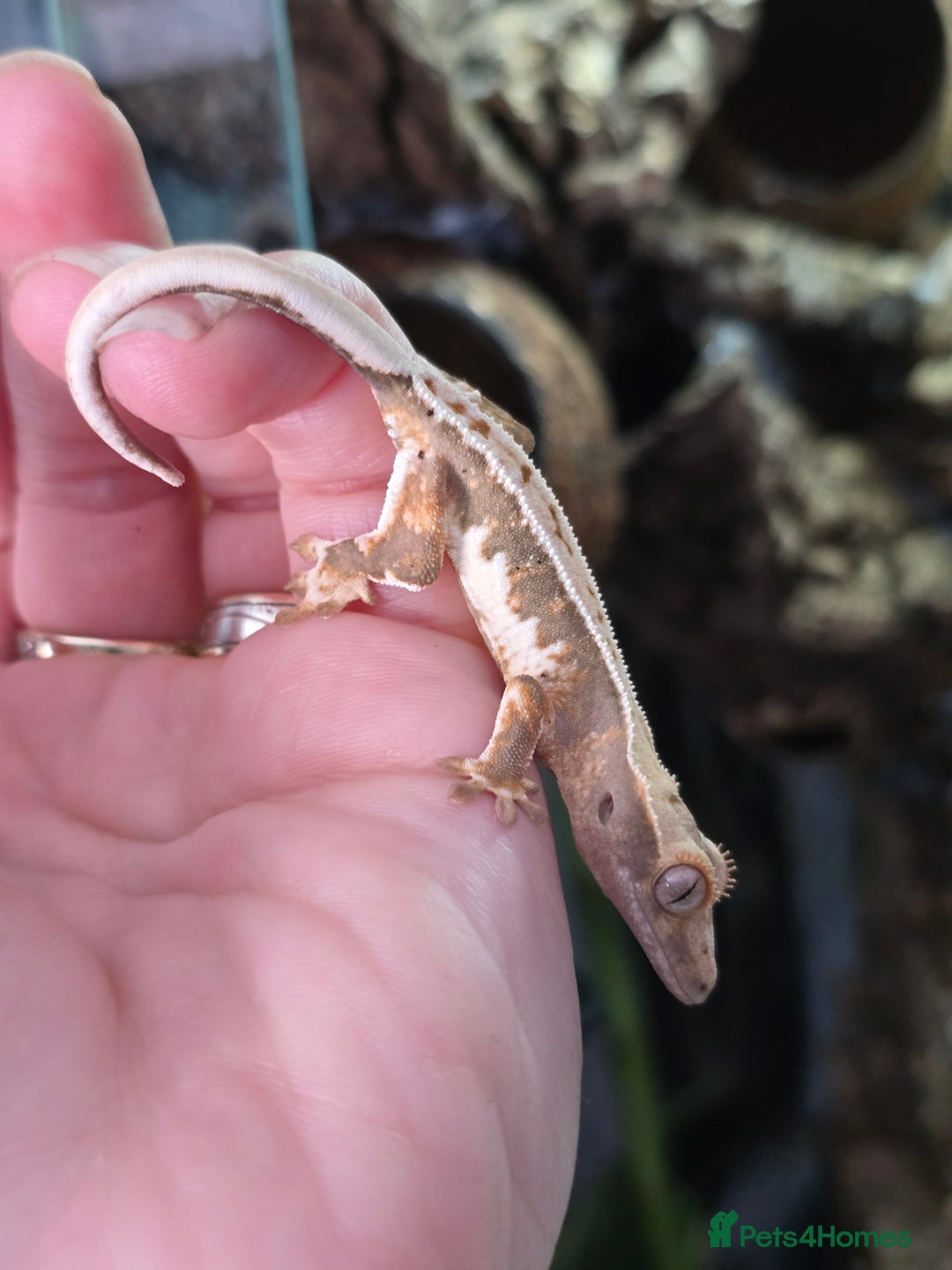 Gecko reptiles for sale: Crested geckos  - Image 12