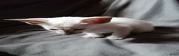 Oriental cats for sale: Oriental Siamese kittens gccf - Advert 17