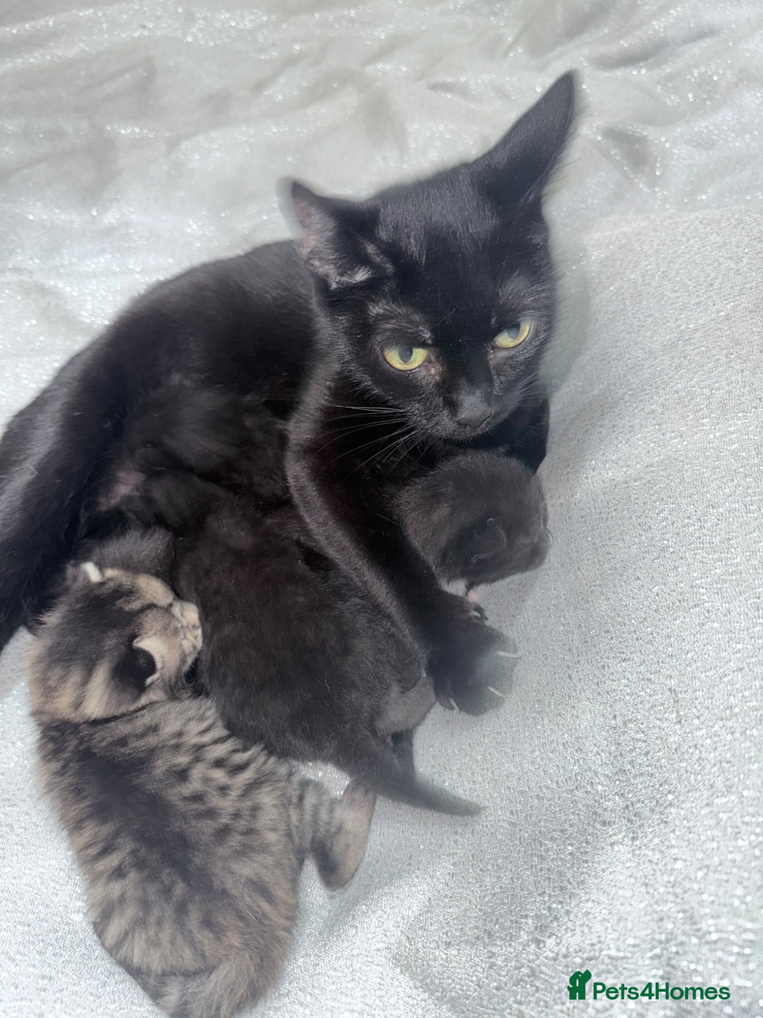 British Shorthair cats 5 beutiful British short hair kittens - Advert 7