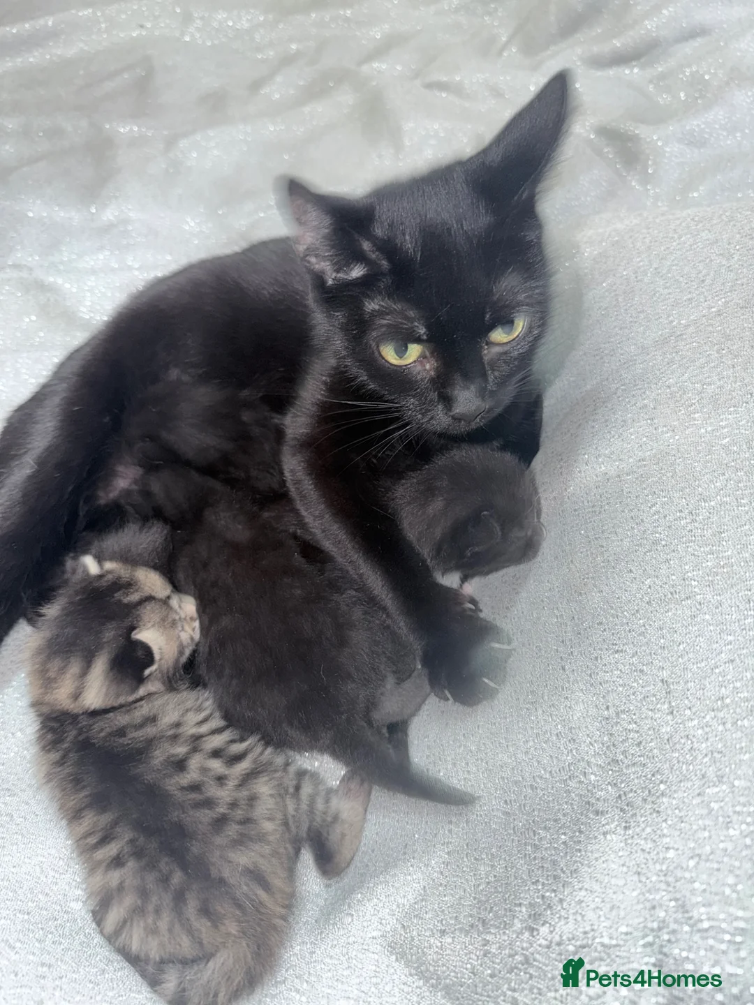 British Shorthair cats for sale: 5 beutiful British short hair kittens - Advert 1