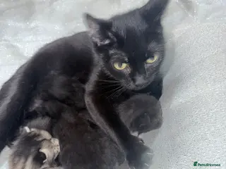 British Shorthair cats 5 beutiful British short hair kittens - Advert 15