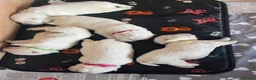 West Highland Terrier dogs for sale: West Highland White Terrier  in Leyland - Advert 3