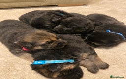 German Shepherd dogs for sale: German Shepherds. 2 left to go.. - Image 9