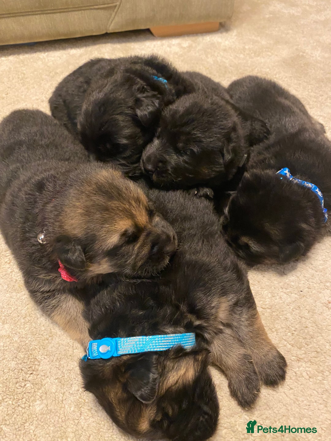 German Shepherd dogs for sale: German Shepherds. 2 left to go.. - Image 9