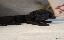 Cocker Spaniel dogs for sale: Cocker Spaniel Puppies🐕🐕 READY 30TH NOVEMBER 💙 - Advert 6