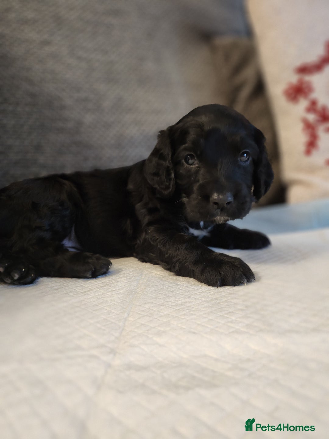Cocker Spaniel dogs for sale: Cocker Spaniel Puppies🐕🐕 READY 30TH NOVEMBER 💙 - Advert 6