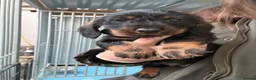 Dachshund dogs for sale: Wired Hair Dachshund Teckle Puppies - Advert 30