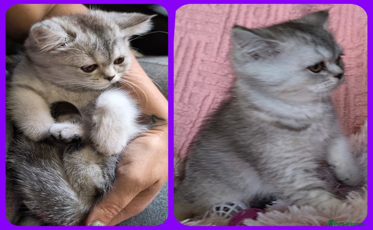 Scottish Fold cats - Advert 1