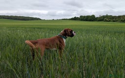 Boxer dogs for sale: Adorable Cooper - Image 1