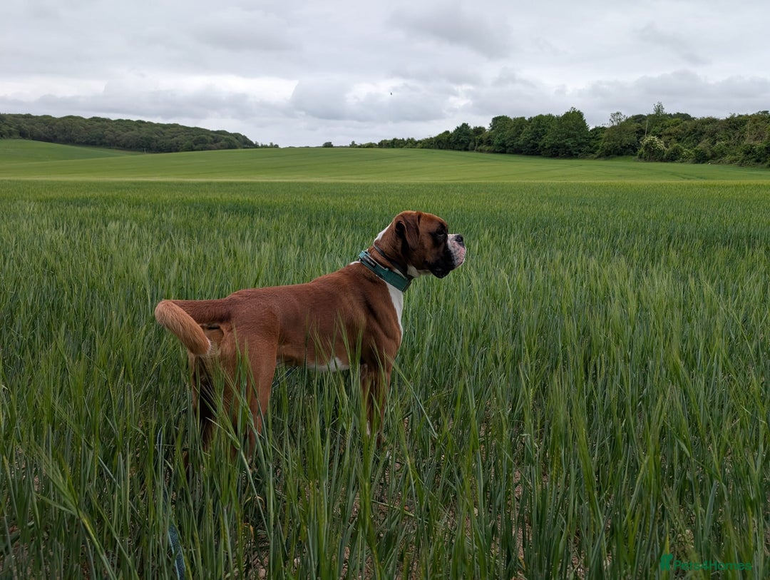 Boxer dogs for sale: Adorable Cooper - Image 1