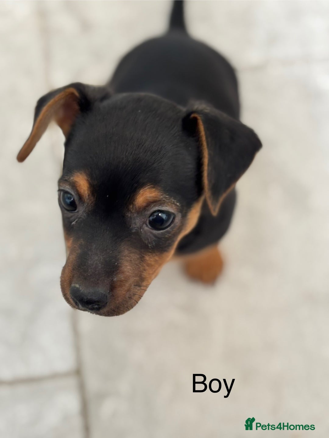 Jack Russell dogs for sale: Jack Russell Puppies for sale  - Image 8