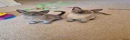Burmese cats for sale: Stunning Pedigree Burmese Kittens - Advert 1