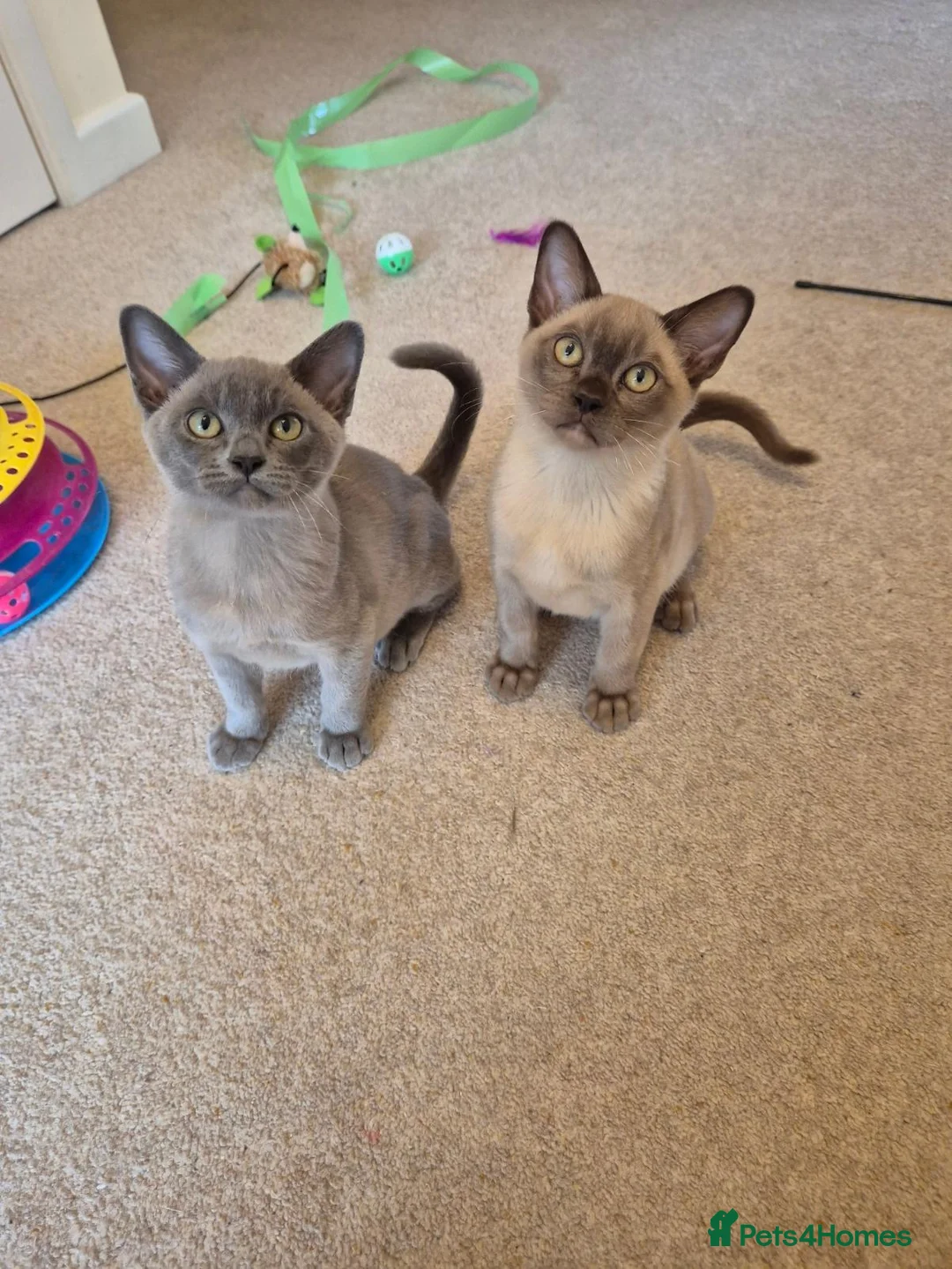Burmese cats for sale: Stunning Pedigree Burmese Kittens - Advert 1