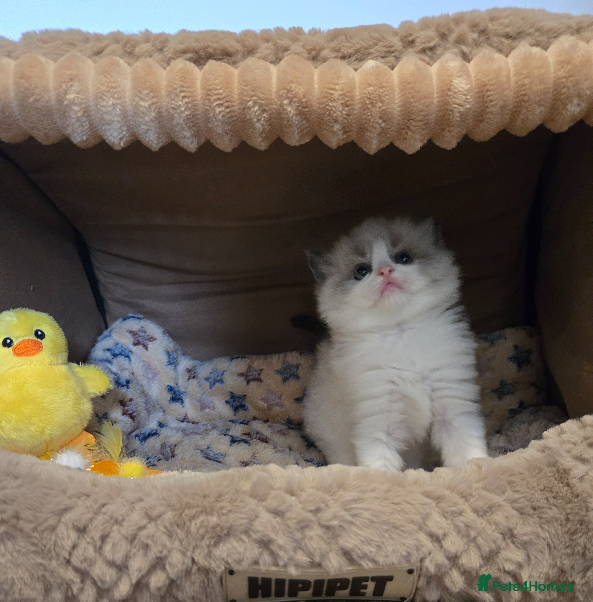 Ragdoll cats Gorgeous Pedigree chunky ragdolls - Advert 4