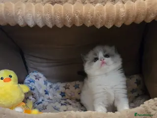 Ragdoll cats Gorgeous Pedigree chunky ragdolls - Advert 4