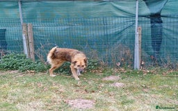 Mixed Breed dogs for adoption: BENNY - a loyal and gentle boy for a Loving Home - Image 15