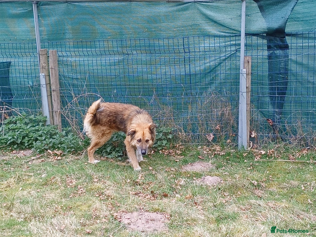 Mixed Breed dogs for adoption: BENNY - a loyal and gentle boy for a Loving Home - Image 15