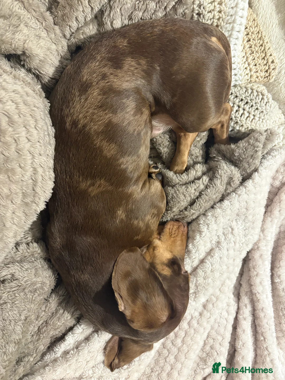 Miniature Dachshund dogs for sale: Gorgeous Chocolate Dapple Male  - Advert 2