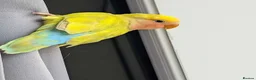 Parrots birds for sale: Intelligent & Ready to Fly Into Your Heart in Basildon - Advert 2