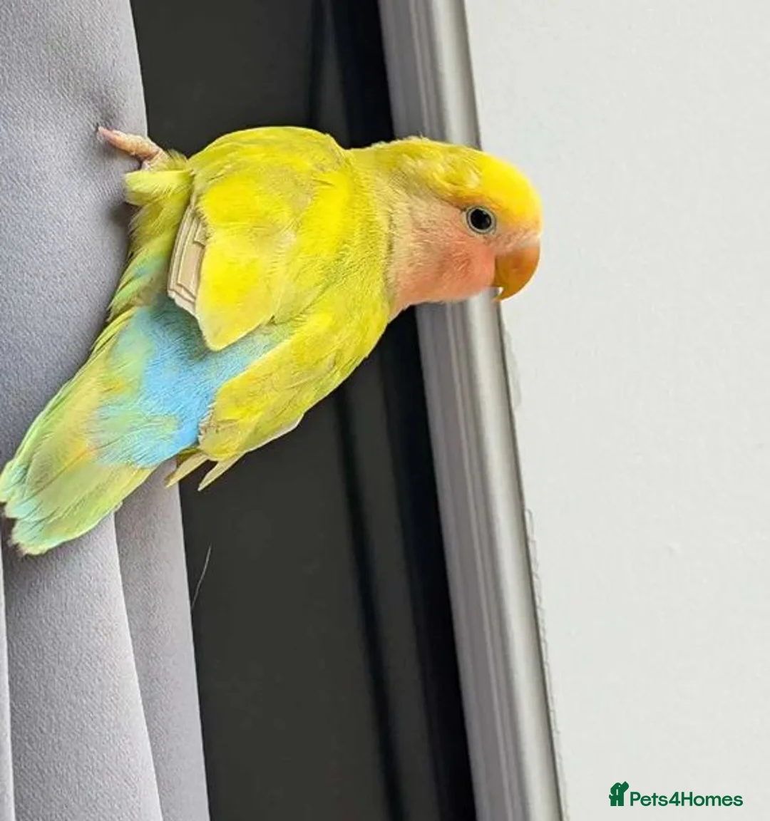 Parrots birds for sale: Intelligent & Ready to Fly Into Your Heart in Basildon - Advert 2