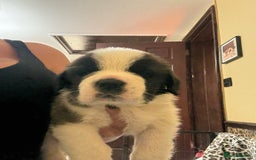 Saint Bernard dogs for sale: Health tested home raised puppies  in Thetford - Image 29