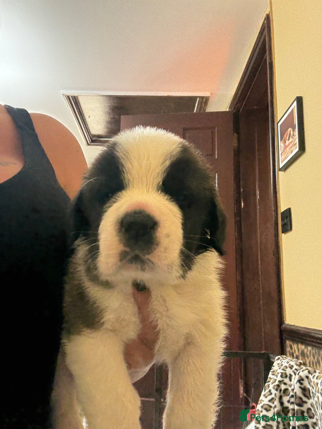 Saint Bernard dogs for sale: Health tested home raised puppies  in Thetford - Image 29