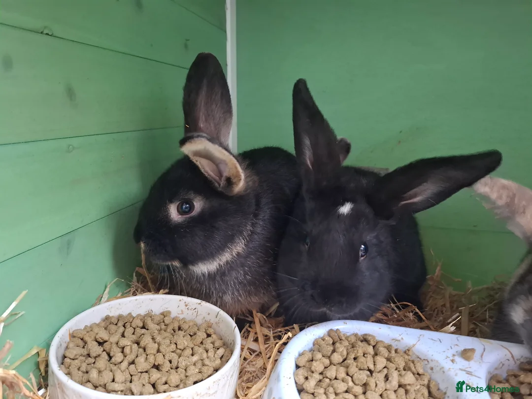 Mixed Breed rabbits for sale: Baby rabbits for sale - Advert 7
