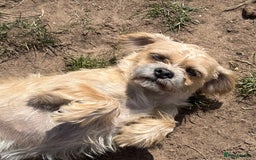 Mixed Breed dogs for sale: New Forever Home Needed For Chewie  - Image 1