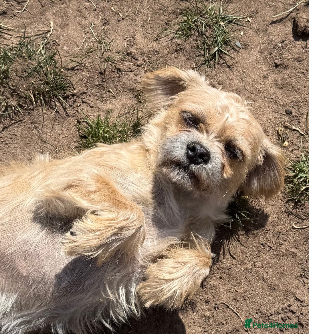 Mixed Breed dogs for sale: New Forever Home Needed For Chewie  - Image 1