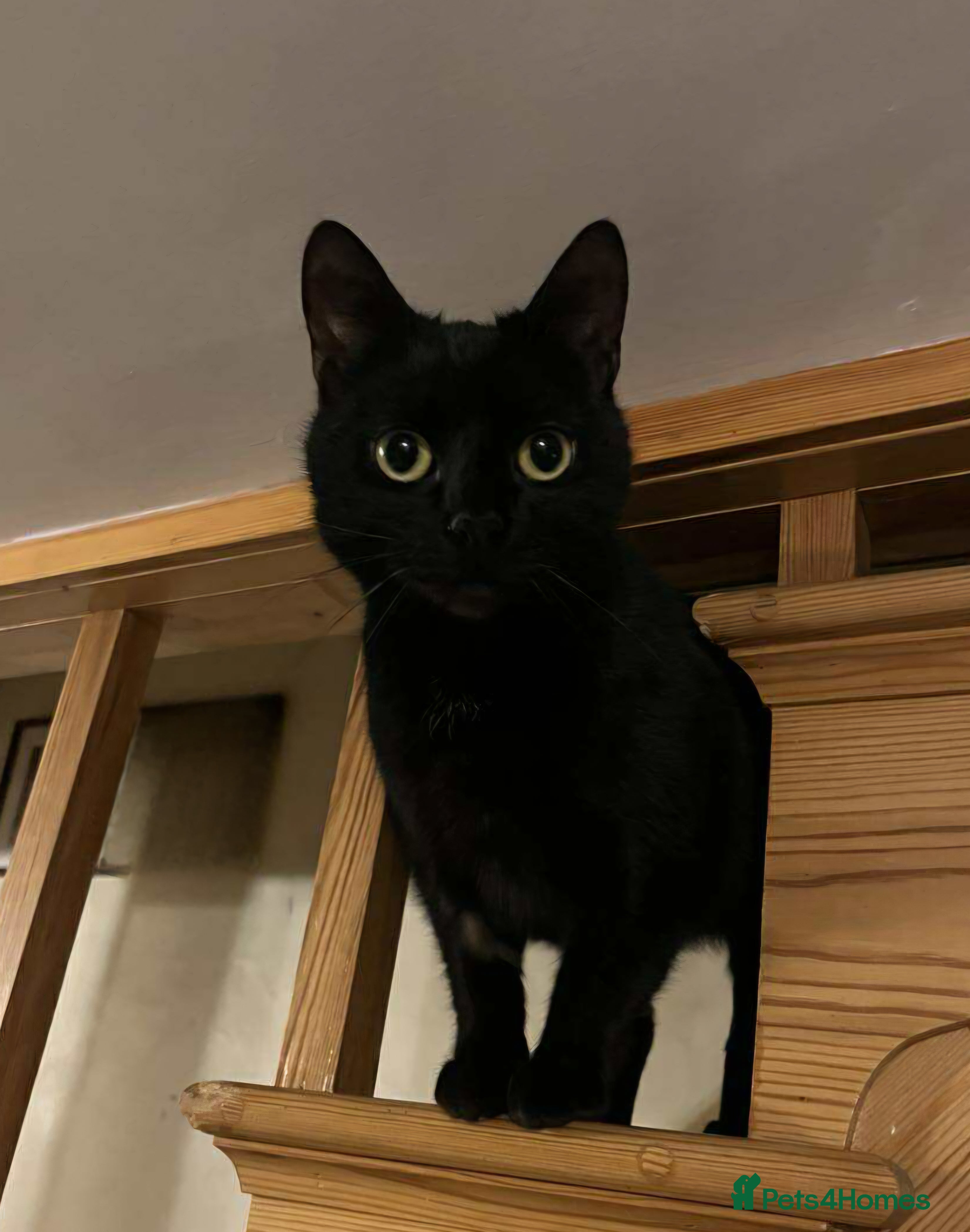 Mixed Breed cats Beautiful Emma - Advert 2