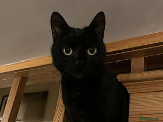 Mixed Breed cats Beautiful Emma - Advert 2