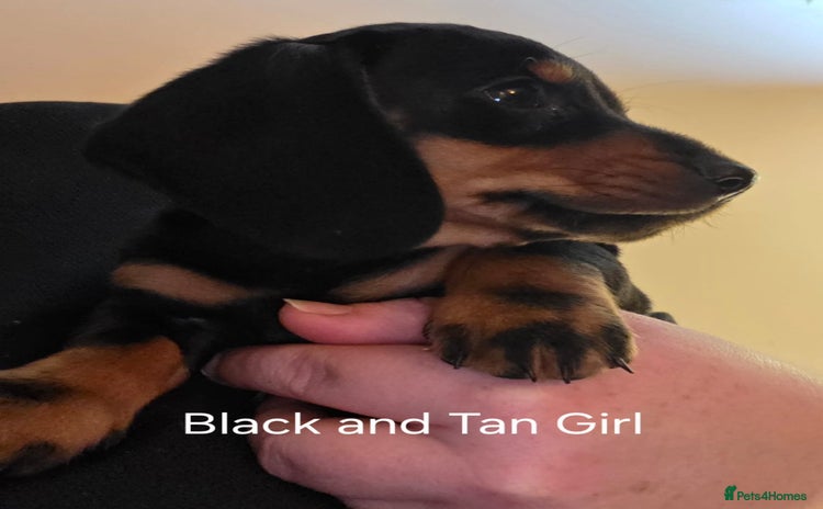 Dachshund dogs - Advert 9