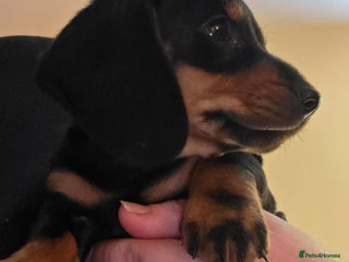 Dachshund dogs - Advert 1