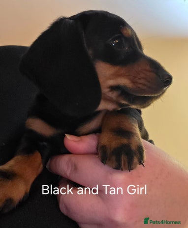 Dachshund dogs - Advert 1