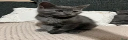 Mixed Breed cats for sale: Beautiful Grey kittens looking for a home  - Advert 6