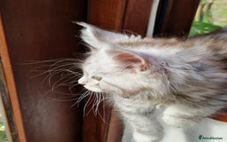 Maine Coon cats for sale: Beautiful maine coon kittens  - Image 11