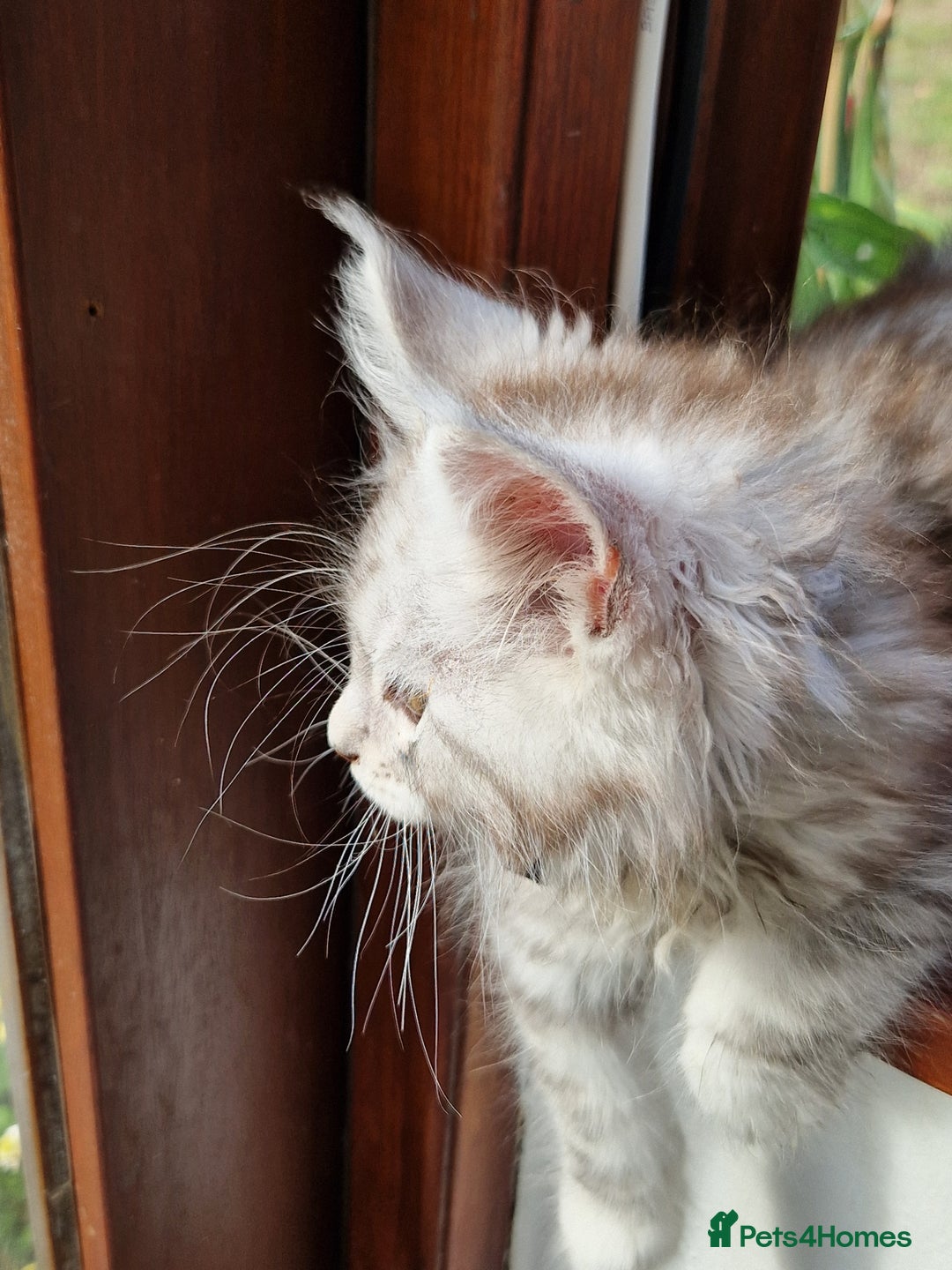 Maine Coon cats for sale: Beautiful maine coon kittens  - Image 11